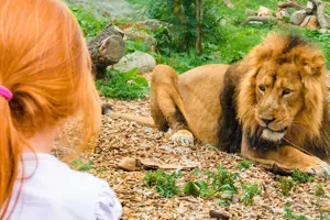 Chessington World of Adventures girl with tiger